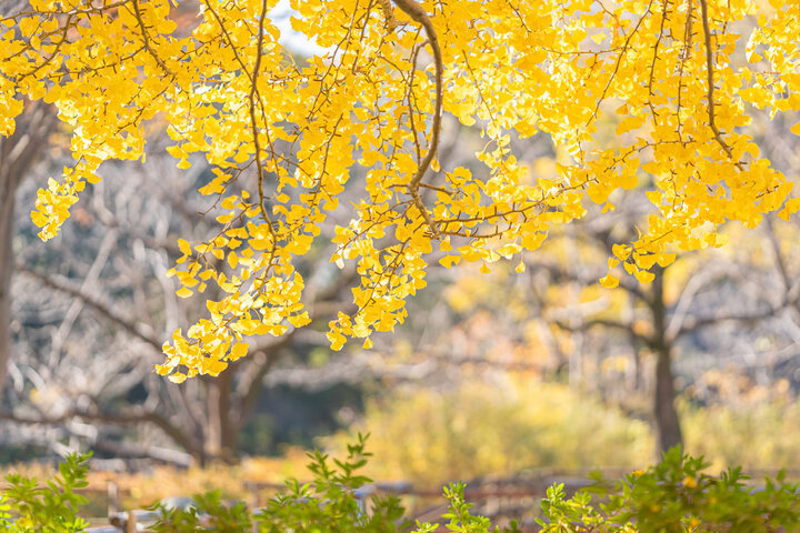 秋の訪れを感じに♪おさんぽが楽しい都内の公園14選～秋バラから美術館隣接まで～