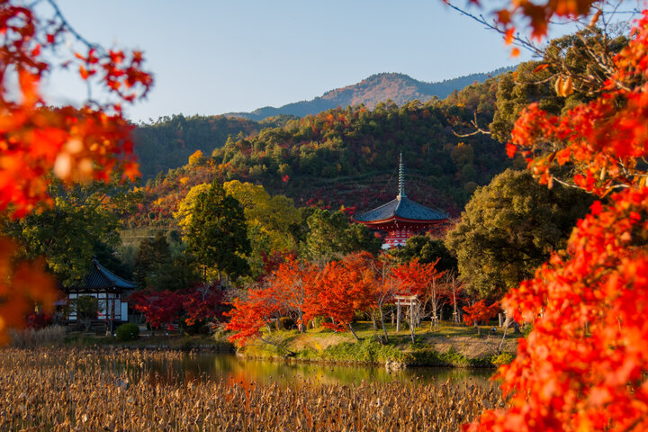 秋の京都を満喫！紅葉と京ならではの行事を楽しめるスポット5選