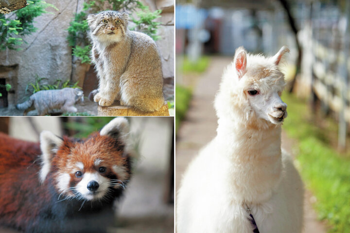 その表情にキュン 那須高原の動物たちとほっこりふれあいタイム ことりっぷ