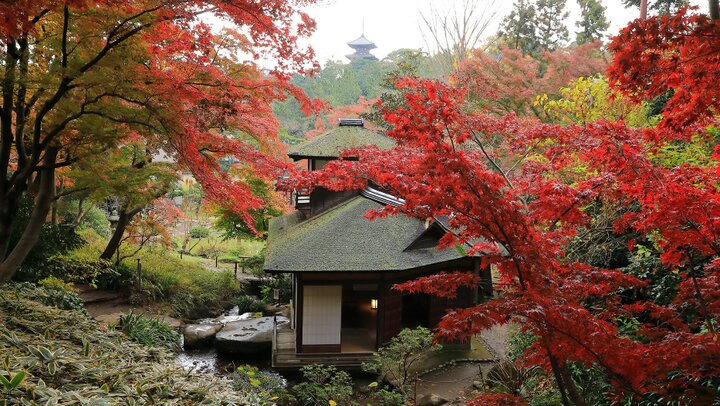 通常は入ることができない紅葉の遊歩道を開放