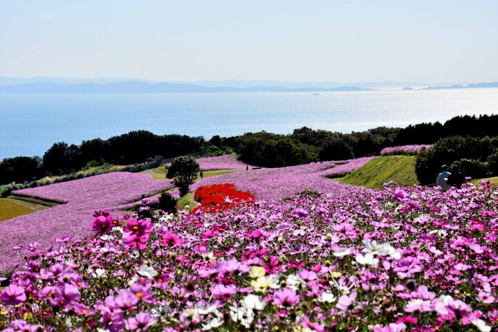 島いちばんの花の名所「兵庫県立公園あわじ花さじき」