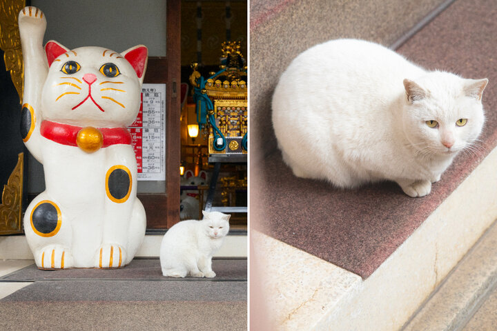 白猫に会うと幸せが訪れる！？ 招き猫発祥のひとつ、浅草「今戸神社