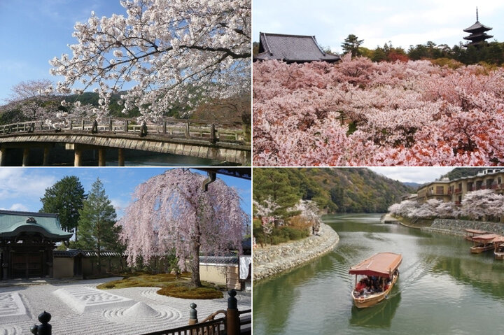 【2024年】京都の春旅で訪れたい桜の名所10選。風情ある庭園や幻想的な夜桜も