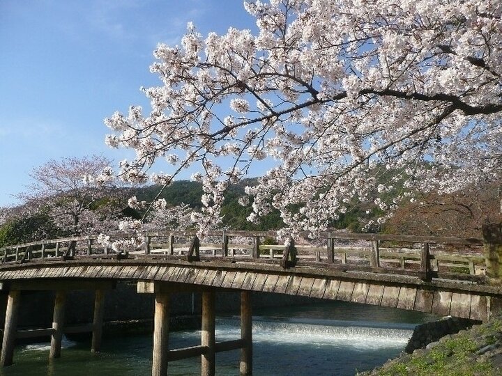 【2025年】京都の春旅で訪れたい桜の名所10選。風情ある庭園や幻想的な夜桜も