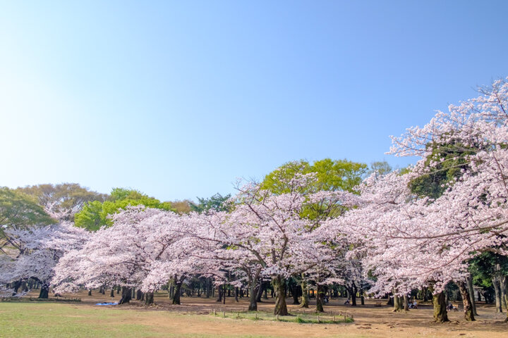 春の陽気に誘われてのんびりさんぽ。代々木八幡周辺スポット5選