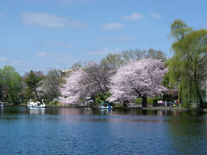 【2024年】東京の春さんぽで訪れたい桜の名所10選。芝生やボートでのんびりお花見