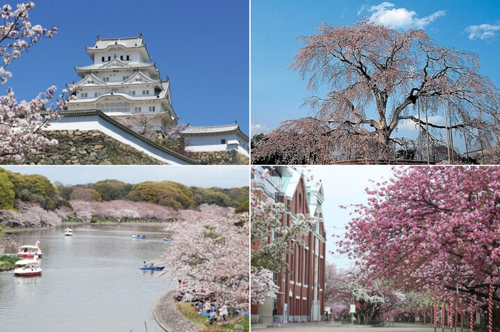 【2025年】関西の春旅で訪れたい桜の名所10選。世界遺産の名城や限定開放の桜も