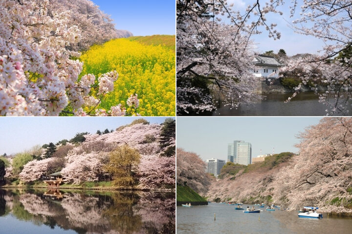 関東の春旅で訪れたい桜の名所10選 菜の花と桜の絶景や桜のトンネルも 22年最新 ことりっぷ