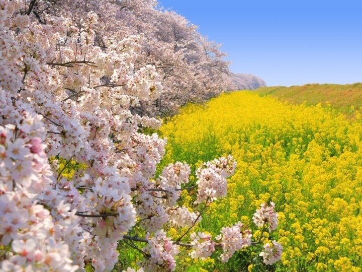 【2024年】関東の春旅で訪れたい桜の名所10選。菜の花と桜の絶景や桜のトンネルも