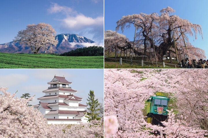 【2024年】東北の桜の名所10選。国の天然記念物や残雪と桜の絶景も