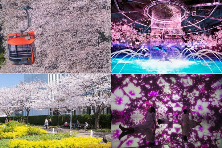東京で楽しめる桜イベント6選。夜桜ライトアップや桜アートも【2022年春】
