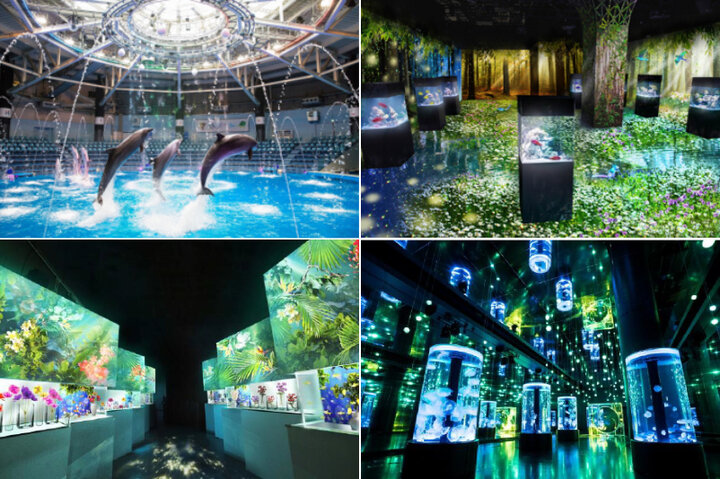 海の世界 デジタルフラワーが織りなす初夏の絶景 マクセル アクアパーク品川 Naked Flower Aquarium ことりっぷ