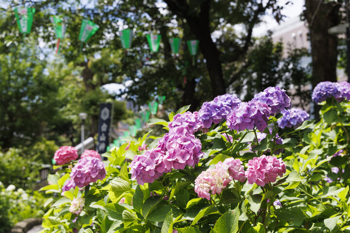 東京あじさいスポットめぐり～一度は行きたい名所から秘密にしておきたい穴場まで♪～