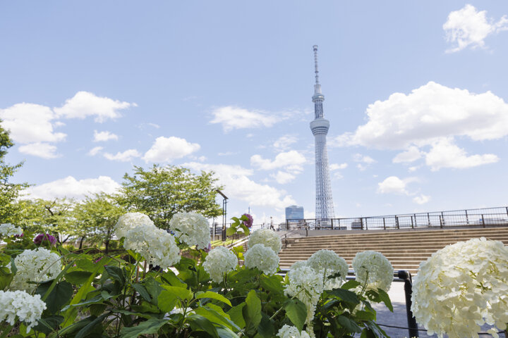 東京あじさいスポットめぐり～一度は行きたい名所から秘密にしておきたい穴場まで～