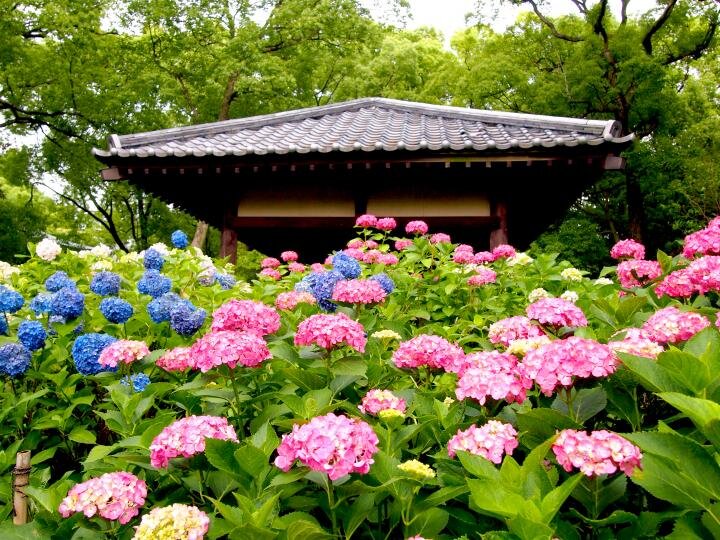 “紫陽花の宮”として愛される古社「藤森神社」