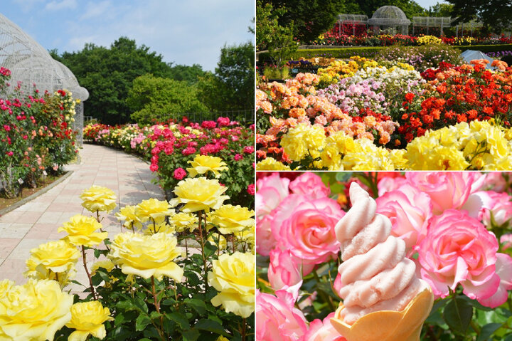 春バラの見ごろ到来♪「春のローズフェスタ」小田原フラワーガーデン