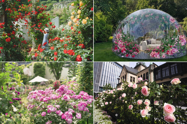 東京から日帰りでバラを楽しめるスポット6選 ローズガーデンやマルシェも 22年5 6月 ことりっぷ