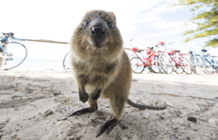 「世界一幸せな動物」クォッカに会えるロットネスト島