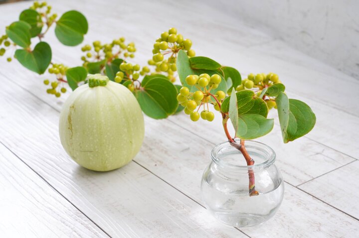 花のある暮らし で日常に潤いを つる性植物でお部屋を涼し気に ことりっぷ