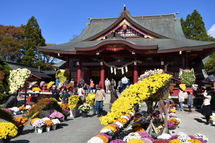 色鮮やかな菊を愛でる日本最古の菊の祭典