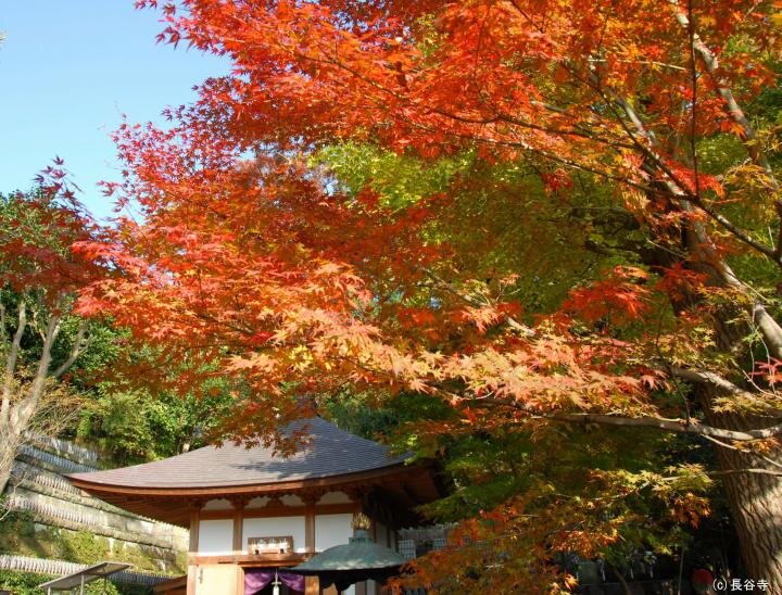 四季折々に美しい花のお寺が秋一色に♪「鎌倉 長谷寺」