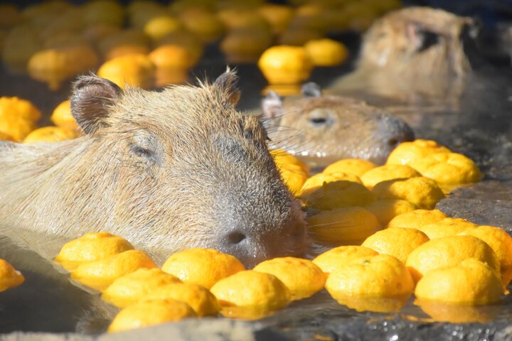 11/19-4/2｜伊豆の冬の風物詩。伊豆シャボテン動物公園「カピバラの