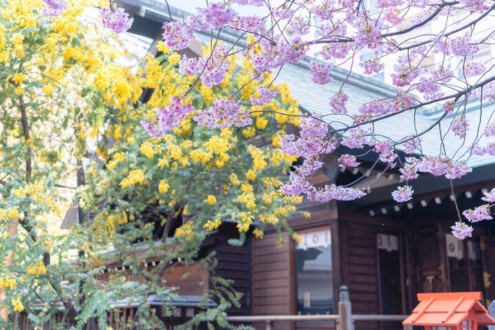 早咲き桜とミモザが咲き誇る「蔵前神社」と、ものづくりのまち・蔵前めぐり 