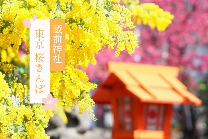 河津桜とミモザが咲き誇る「蔵前神社」と、ものづくりのまち・蔵前めぐり ～東京 桜さんぽ～