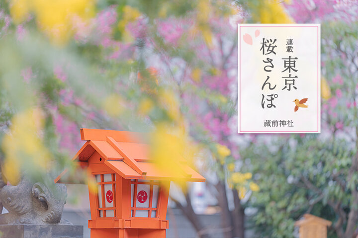 早咲き桜とミモザが咲き誇る「蔵前神社」と、ものづくりのまち・蔵前めぐり ～東京 桜さんぽ～