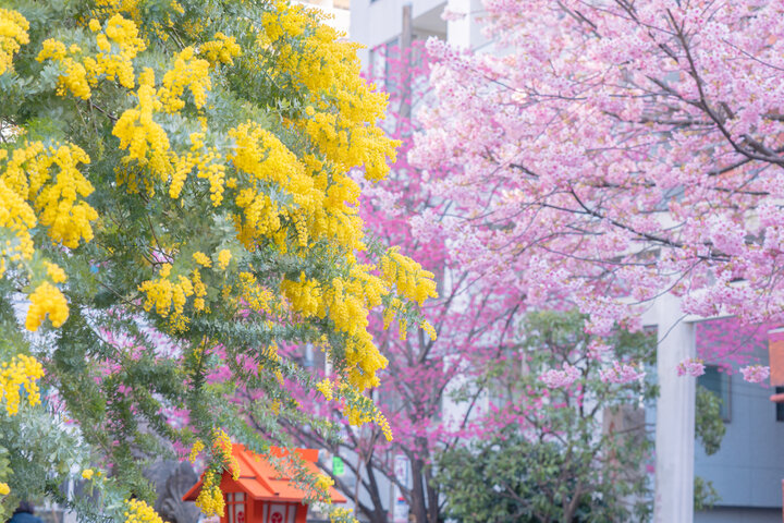 早咲き桜とミモザが咲き誇る「蔵前神社」