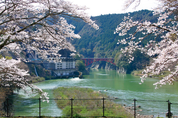 【八百津】木曽川が生んだ渓谷美「蘇水峡」に咲く2000本の桜