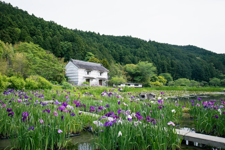【加茂荘花鳥園】江戸中期の屋敷を囲む、約600種50万本のハナショウブ