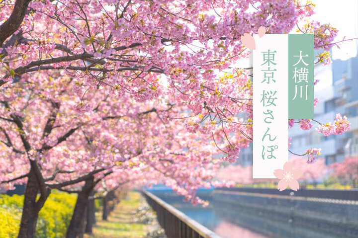 大横川沿いの河津桜を愛でた後は、清澄白河でカフェめぐり～東京 桜さんぽ～ 
