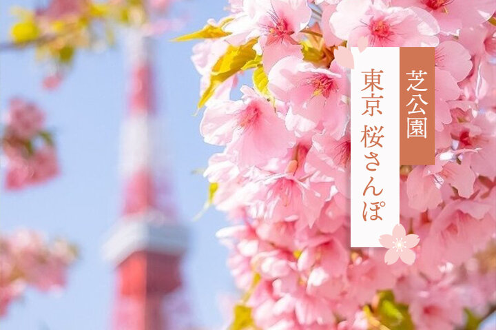 東京タワーとの競演も♪芝公園の河津桜とおいしいもの探し～東京 桜さんぽ～
