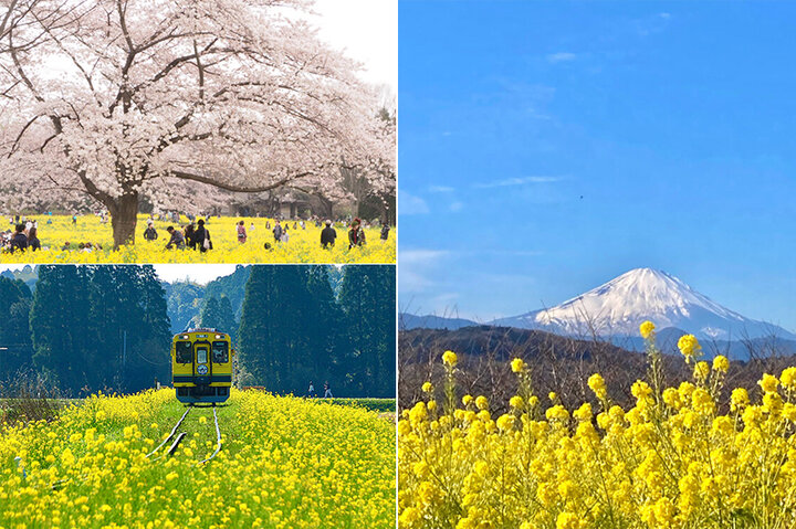 東京・神奈川・千葉で行きたい菜の花スポット6選〜パノラマの絶景やかわいいローカル線との競演も〜