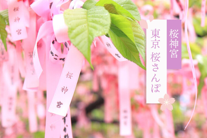 桜神宮の河津桜が見頃♪サザエさんの街・桜新町でゆったりカフェめぐり～東京 桜さんぽ～