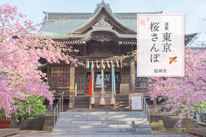 桜神宮の河津桜にうっとり♪サザエさんの街・桜新町でお気に入りのおやつさがし～東京 桜さんぽ～