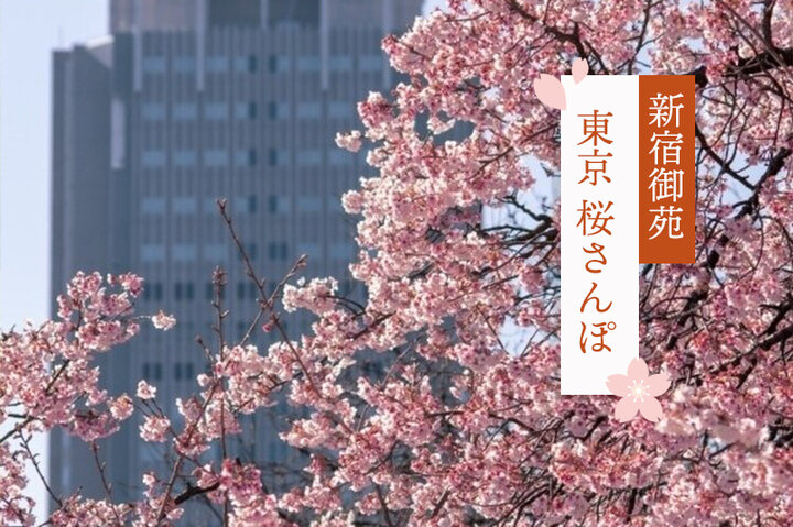 新宿御苑の桜を満喫。周辺の人気ランチからお花見が楽しくなるテイクアウトまで~東京 桜さんぽ~