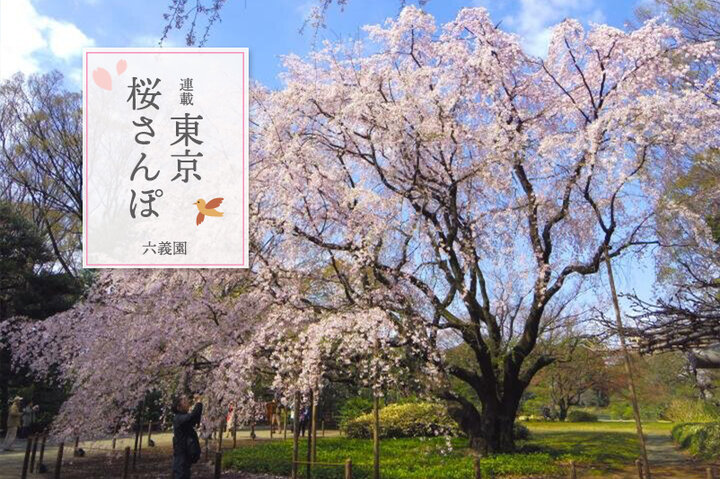 圧巻のしだれ桜「六義園」と、のどかな駒込＆千駄木エリアを散策～東京 桜さんぽ～