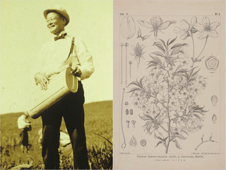 価格は安く 植物学 明治時代 戦前 牧野富太郎 博物学研究会 続野外植物 