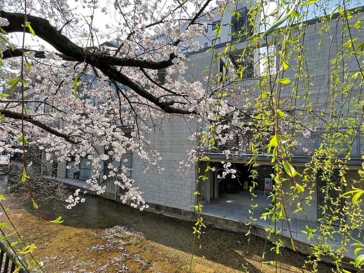 高瀬川の流れにいざなわれ　桜が彩る通りをどこまでも散策