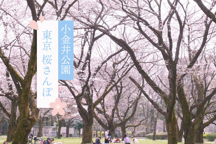 小金井公園に桜を愛でに。大正レトロな一軒家カフェからお花見帰りに寄りたいスープ屋まで～東京桜さんぽ～
