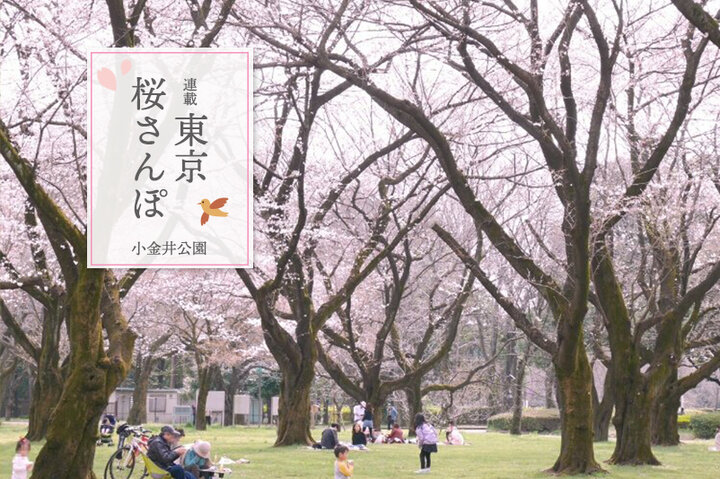 小金井公園に桜を愛でに。大正レトロな一軒家カフェからお花見帰りに寄りたいスープ屋まで～東京桜さんぽ～