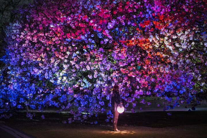 東京の桜イベント情報】春の風物詩から夜桜ライトアップ、アートなお