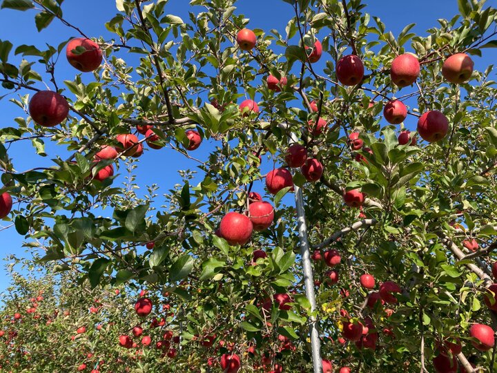 甘みと酸味のバランスが絶妙なふじりんごは、世界一の生産量を誇る人気品種