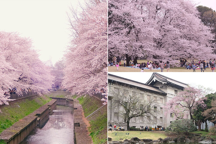 本当は秘密にしたい都内のお花見スポット6選〜桜のトンネルからターミナル駅近の穴場スポットまで〜