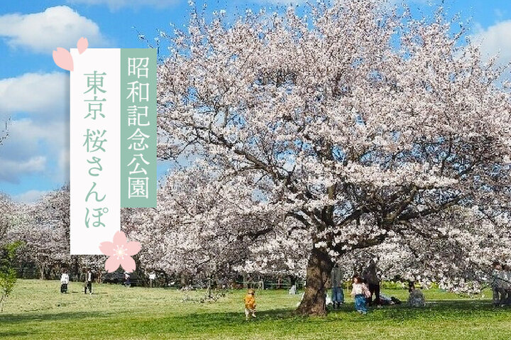 色とりどりの花との共演が楽しい「国営昭和記念公園」へ。周辺のグルメスポットTOP5も紹介〜東京 桜さんぽ〜
