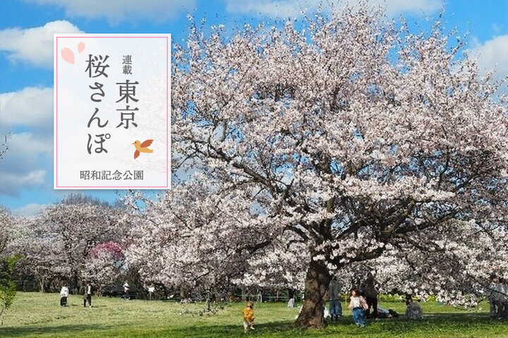 色とりどりの花との共演が楽しい「国営昭和記念公園」へ。周辺のグルメスポットTOP5も紹介〜東京 桜さんぽ〜