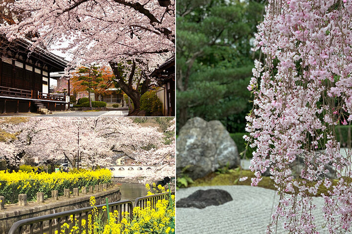 京都で行きたいお花見穴場スポット6選～桜のトンネルから日本庭園に映える桜まで～