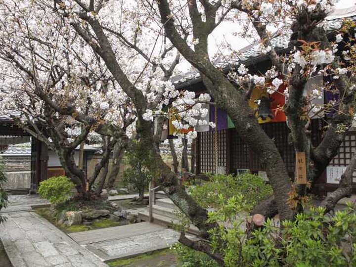 さまざまな桜を楽しめる小さな名所「雨宝院」